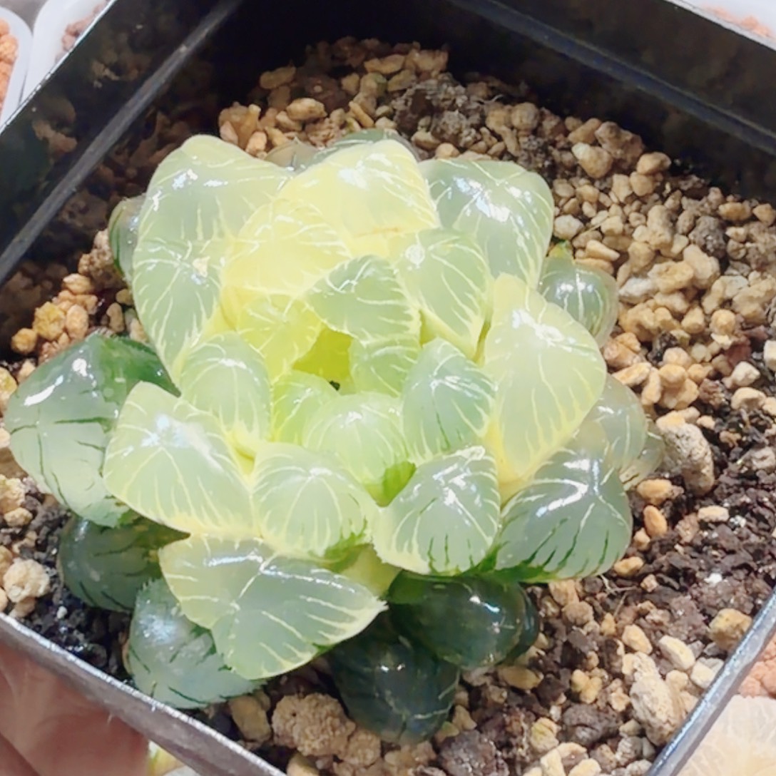 十二卷实生冰灯锦糊班