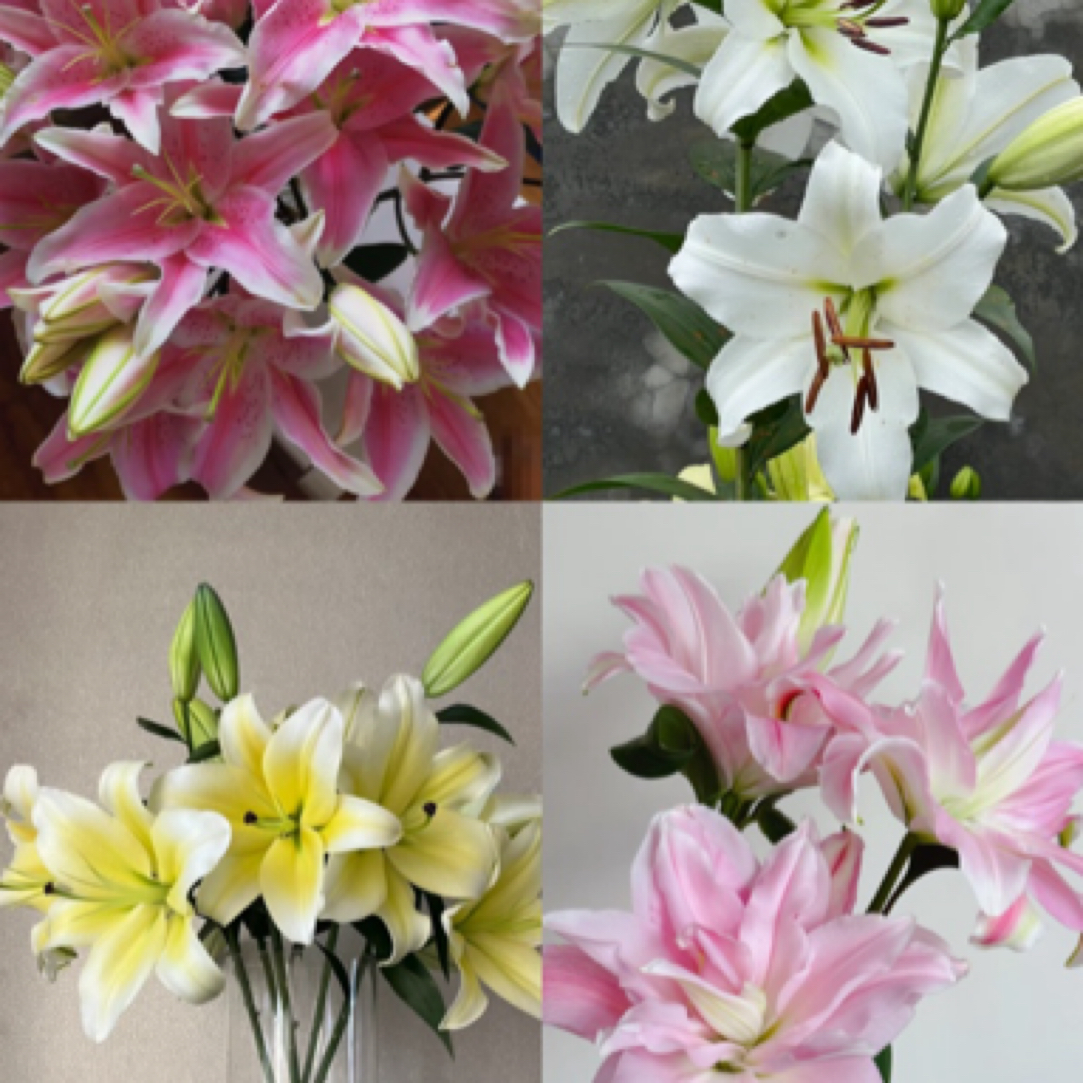 鲜花超市《百合3支》下单备注花名 不备注随机发货