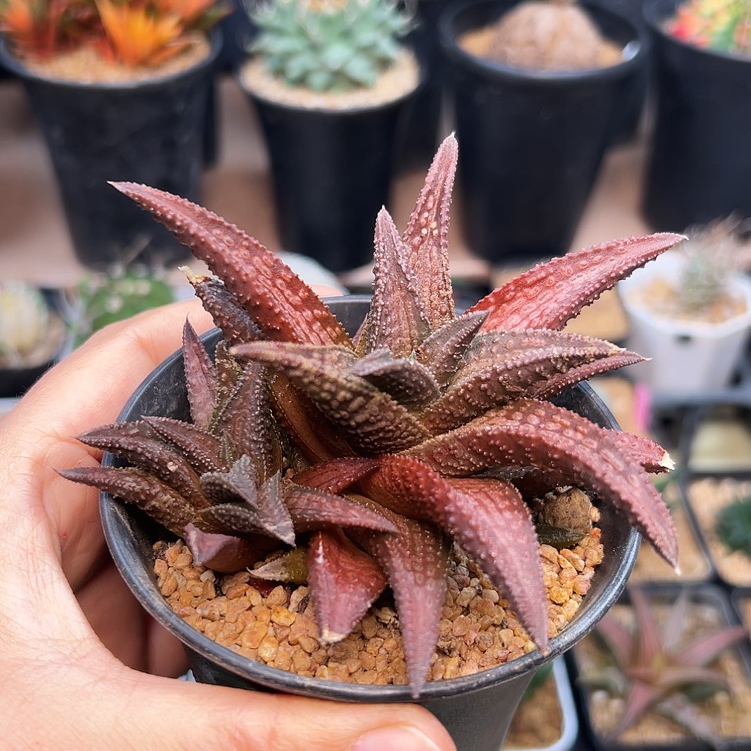 鬼瓦群11.5cm一颗