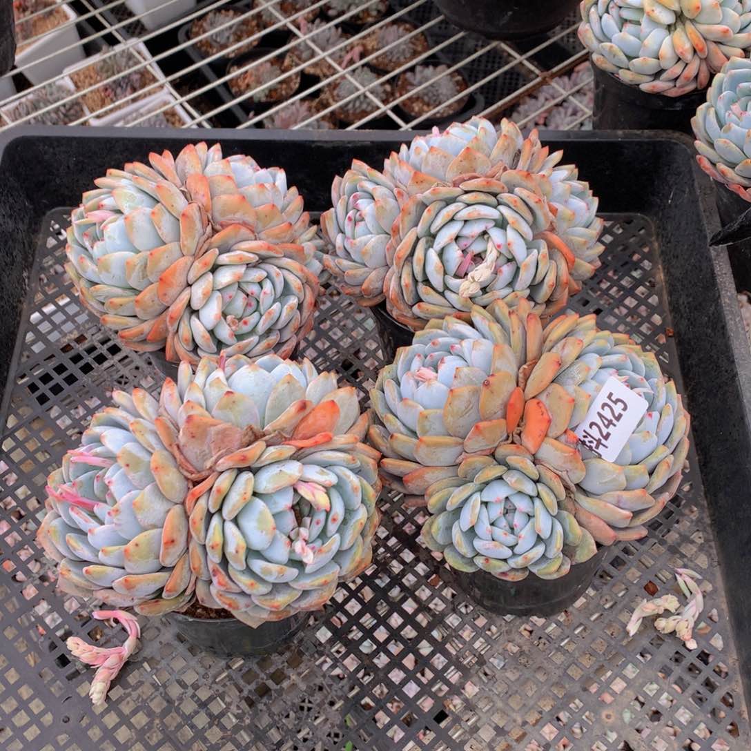 2425四个一起玩一起吧