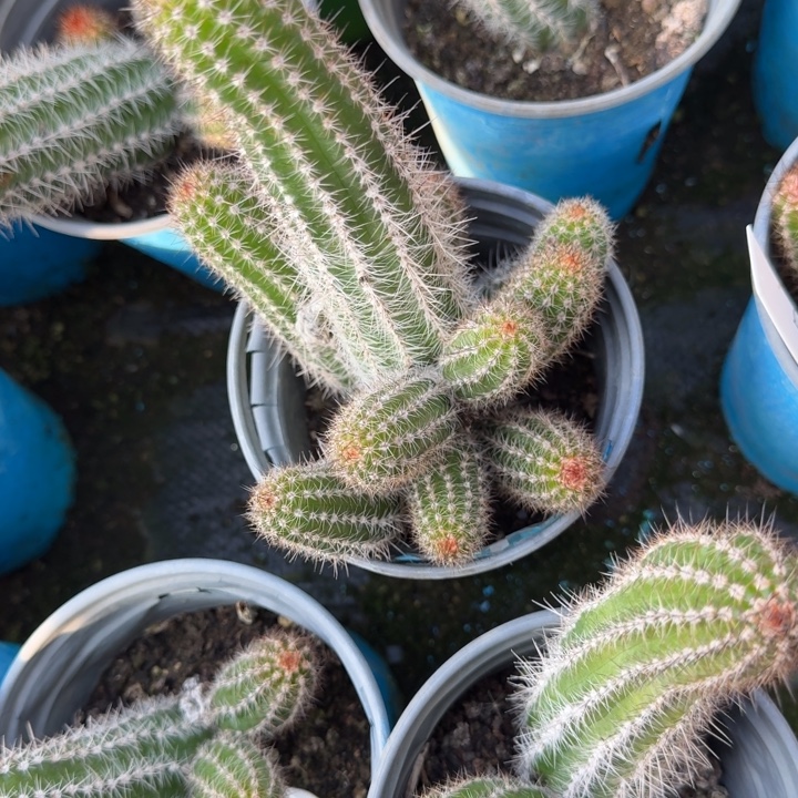 白檀仙人掌145群生一群490