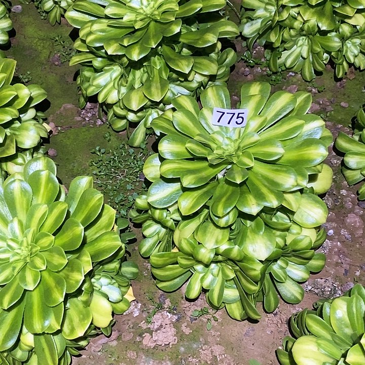 多肉植物法师775翡翠琉璃