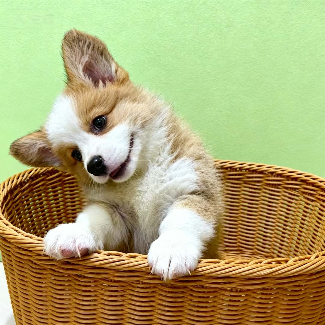 柯基幼犬狗小狗幼崽小不掉毛两色听话威尔士小短腿犬超萌狗黄白狗