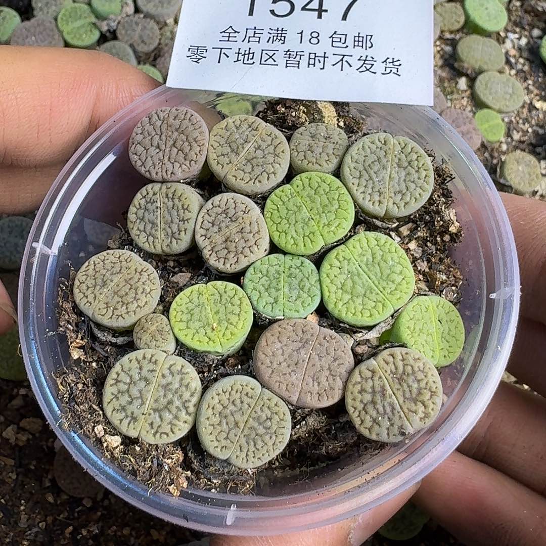 1547 哈哈哈哈哈哈哈哈