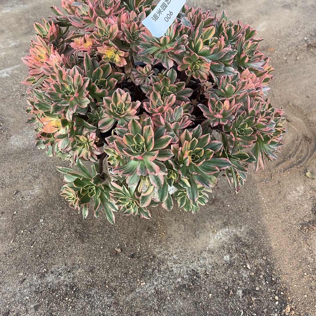 甜茶老庄多肉植物6