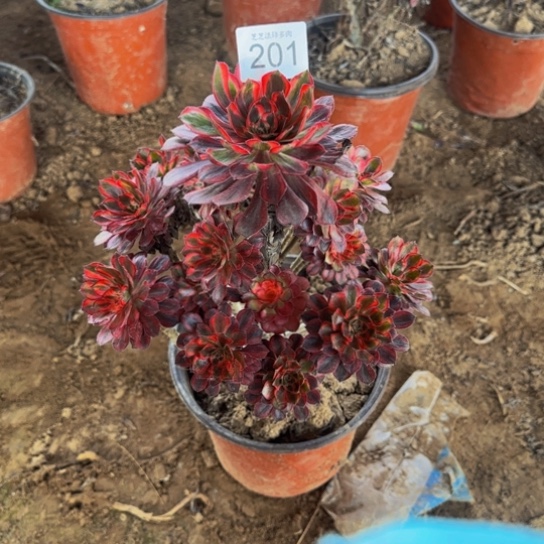 香奈儿2号棚201多肉植物