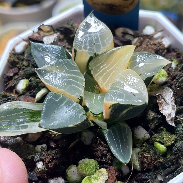 638花影锦特选福利