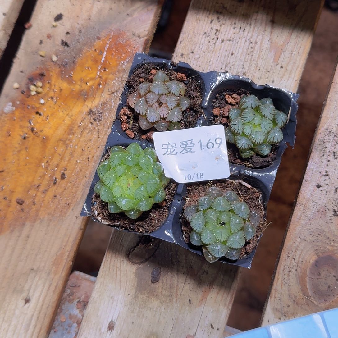 直播福利一物一拍169