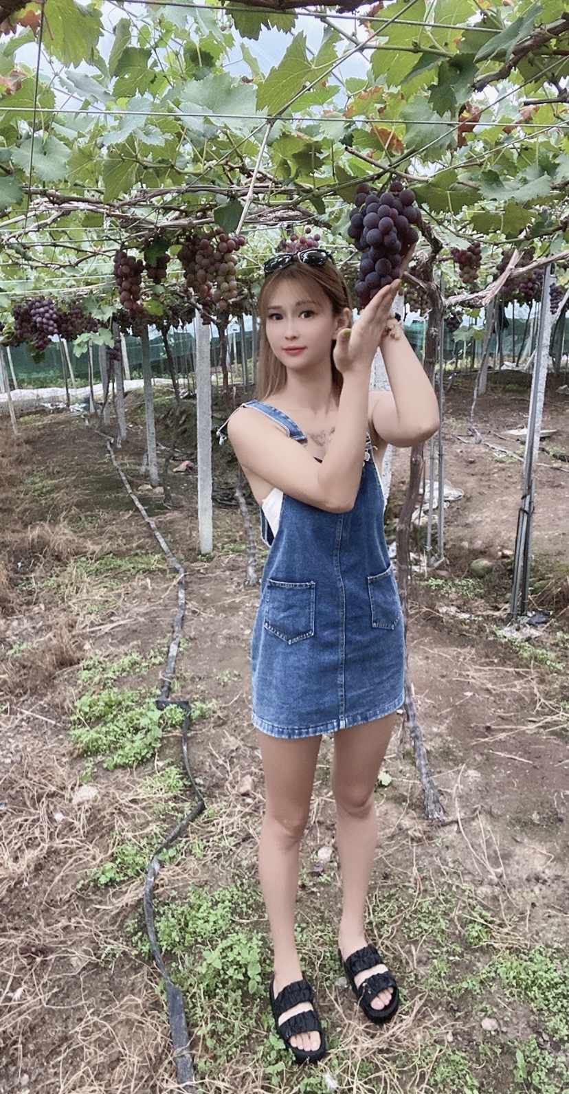 新鲜当季巨峰葡萄果肉饱满整串包甜冷链运输葡萄同城送