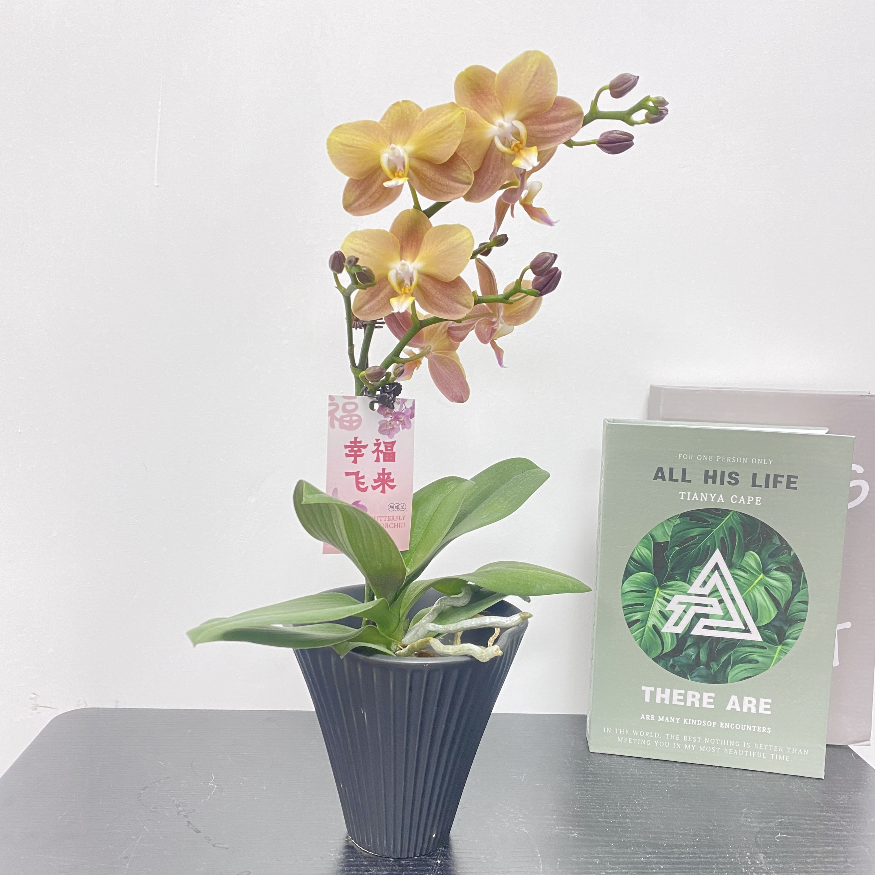 蝴蝶兰【摩纳哥】 蝴蝶兰 复古同棕色花型 室内精品观赏 真花