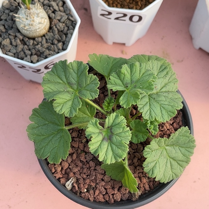 151香草冰淇淋杨葵