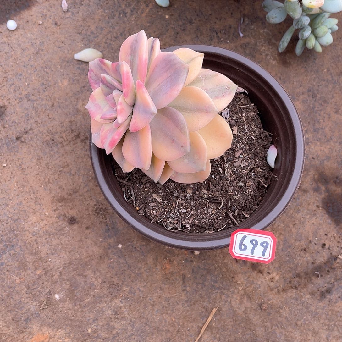 699紫乐锦 一物一拍多肉