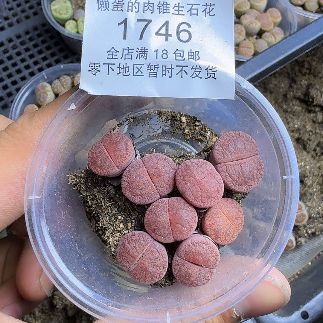 1746 哈哈哈哈哈哈哈