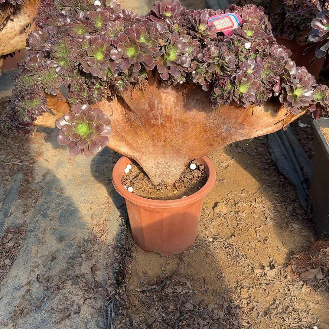 小***艾欧紫朵朵有伤一颗呀呀