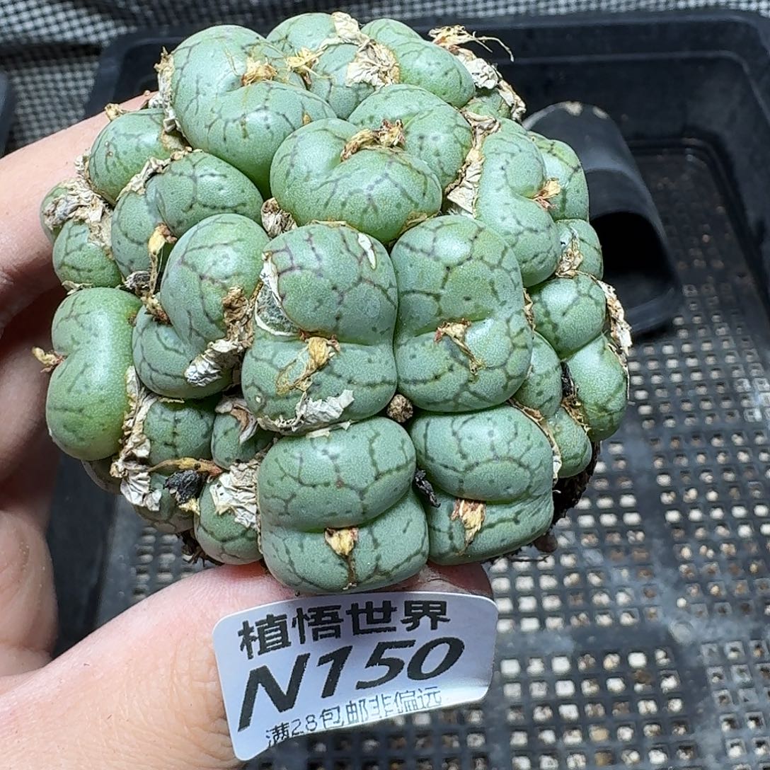 多肉植物的F好gbnmm