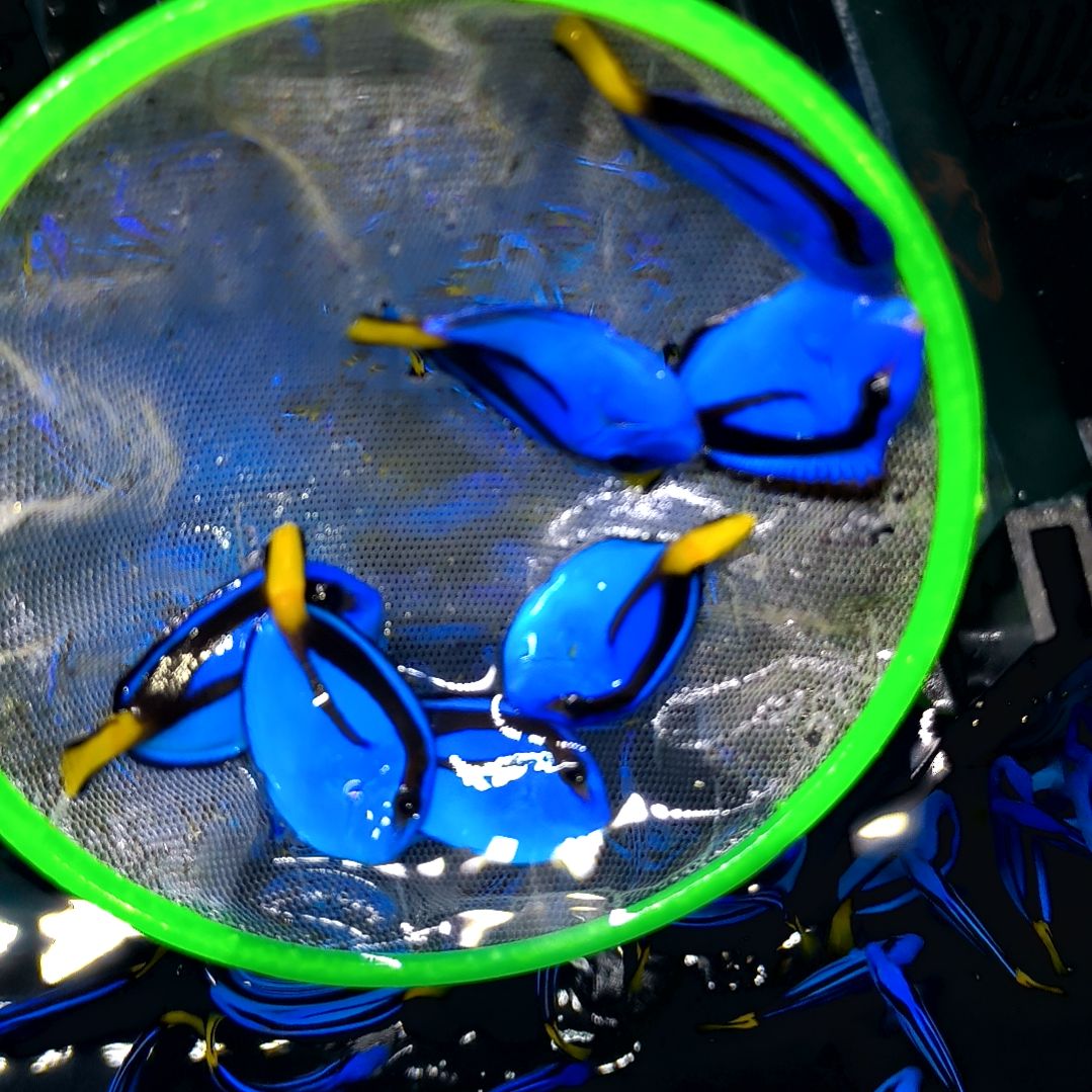 海水鱼蓝吊4-5/2条瑕疵有划痕5号系统