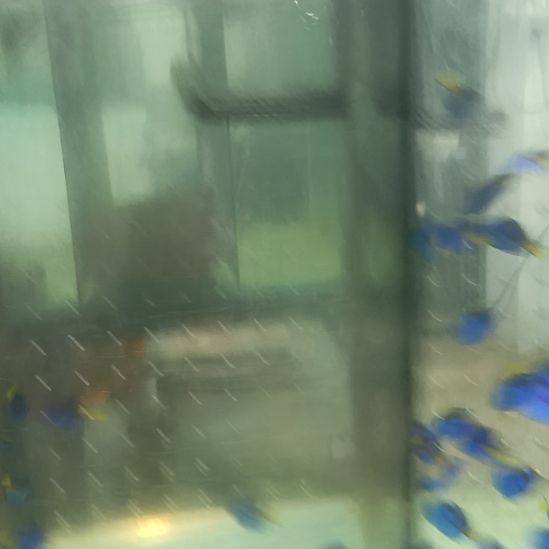 海水鱼海水蓝吊5+粉蓝观赏鱼