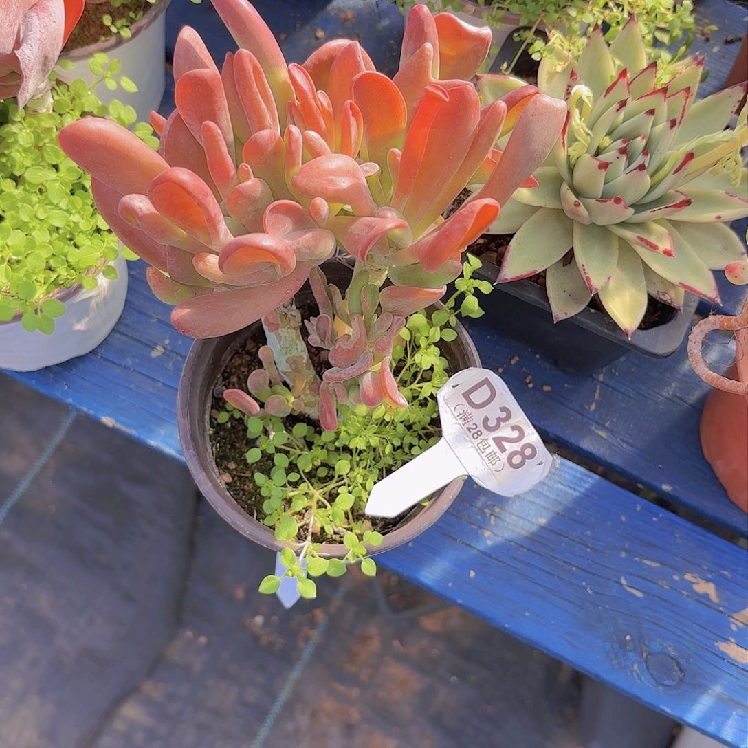 D328火狐狸一物一拍