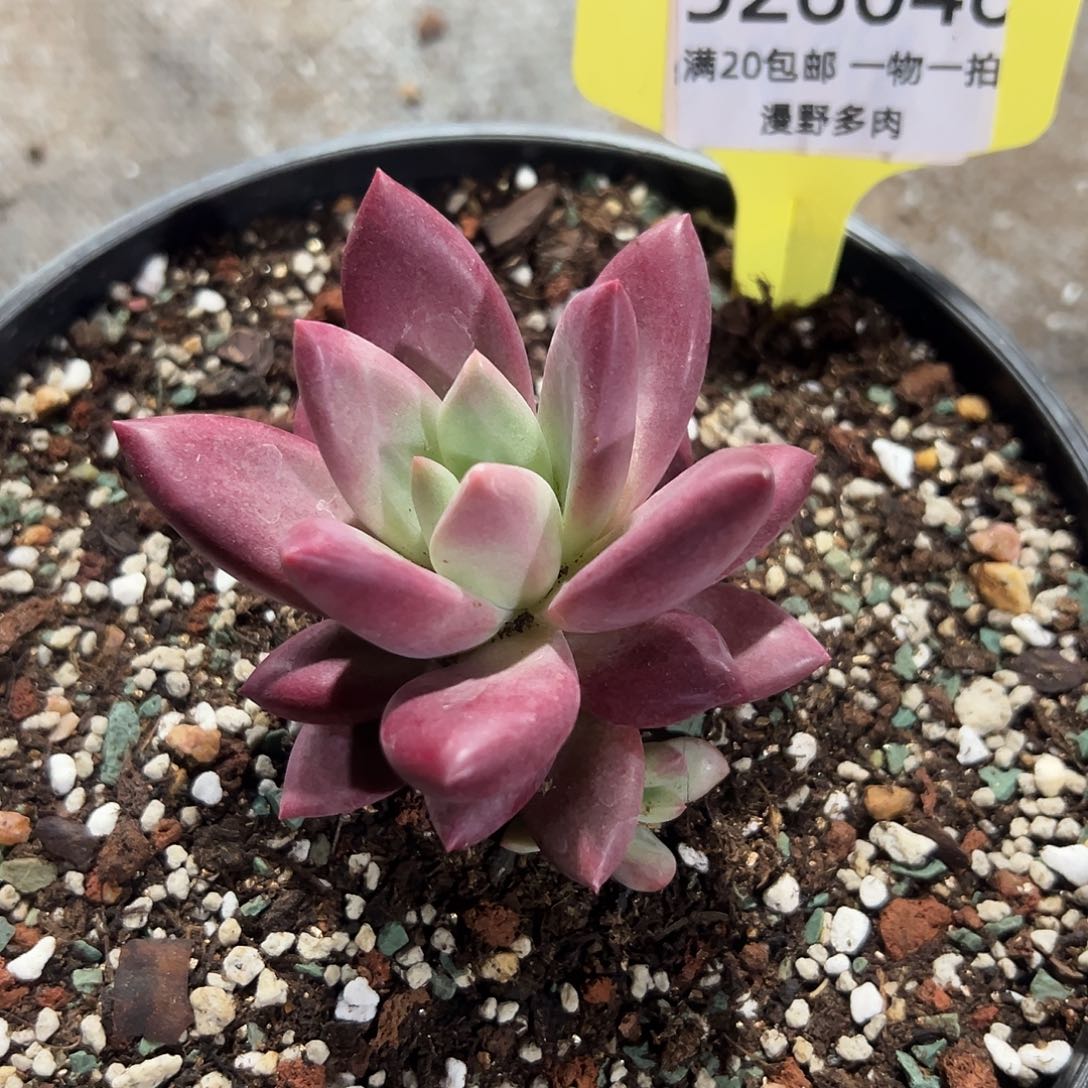 5260469双头赫菲斯托6厘米