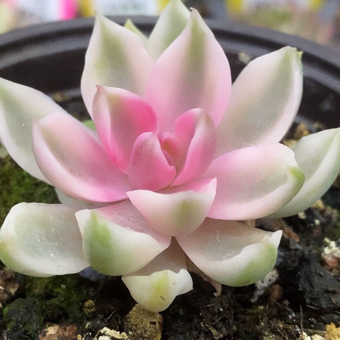 417福利哈哈哈哈哈哈