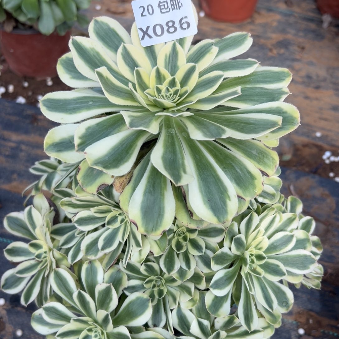 086白兰地，满20包邮嘟叮熊