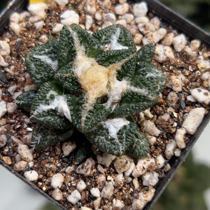 208带盆土发货 仙人球