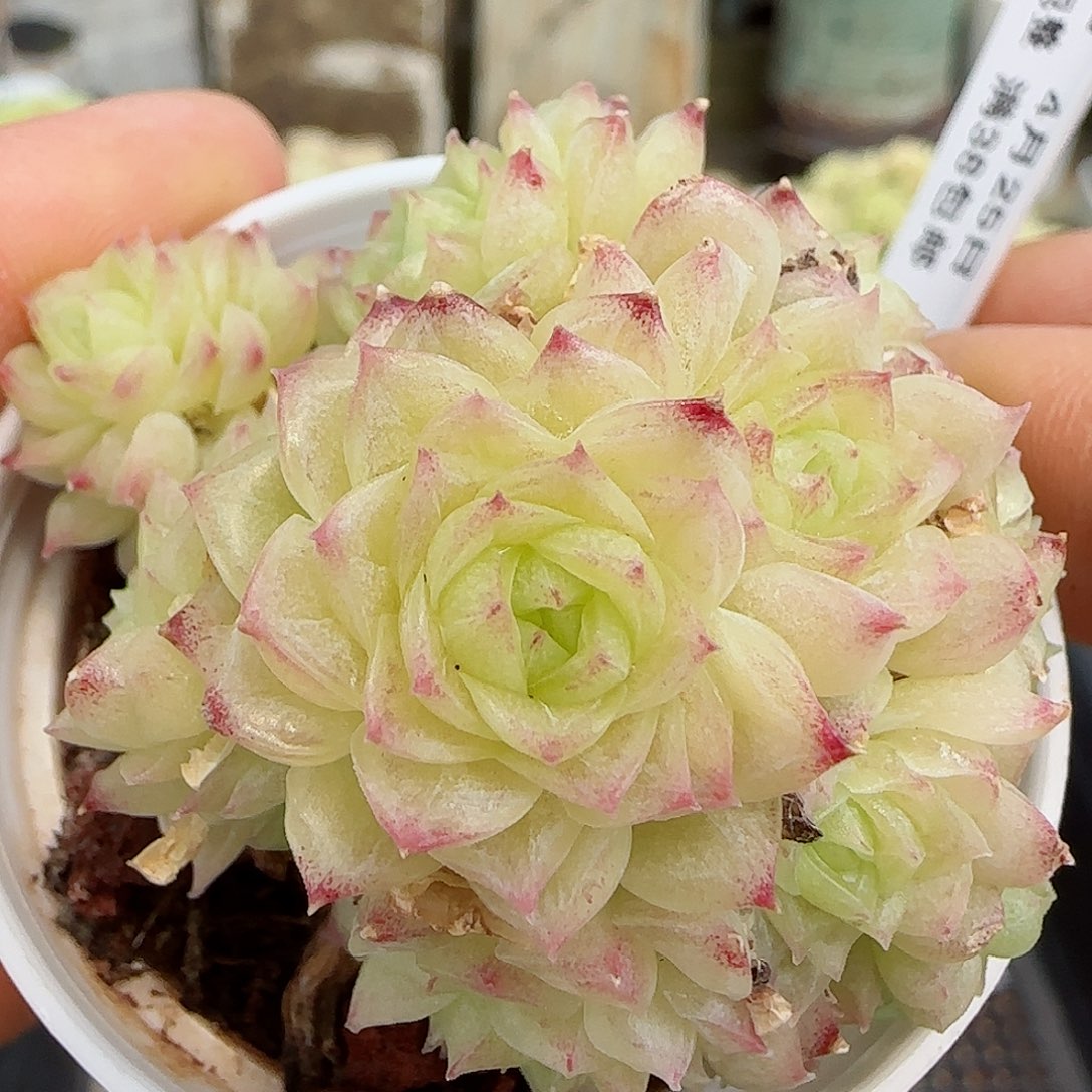 【闪购商品】0425-132玉透麦杆