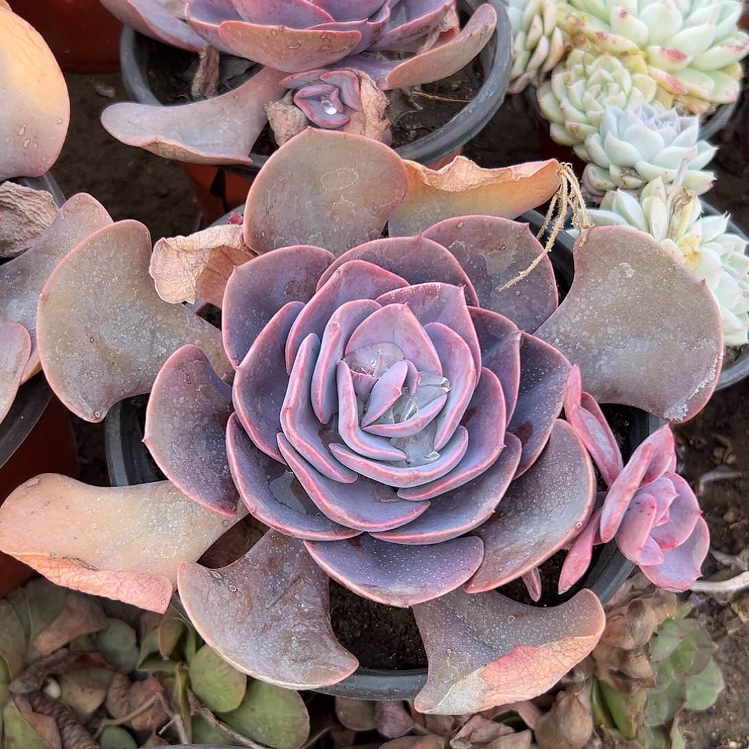 多肉植物尘埃玫瑰