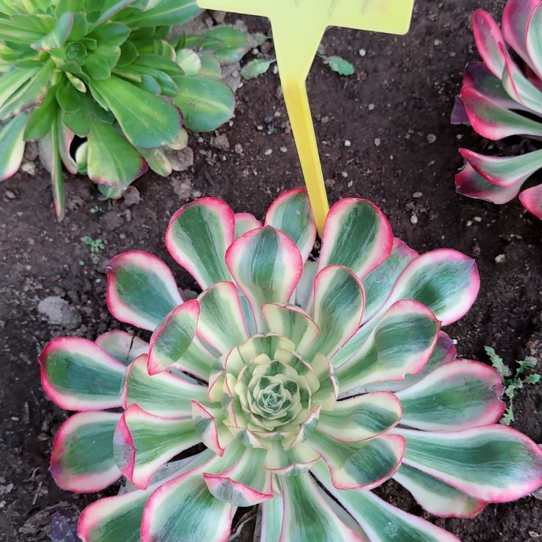 2-471---多头多肉植物多头多肉植物