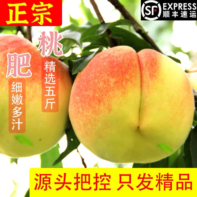 正宗肥城贡桃超大果四个装四斤顺丰包邮