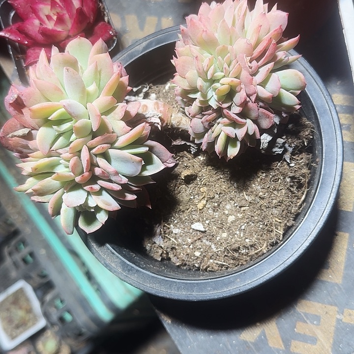 梵*❄绮罗缀一物一拍