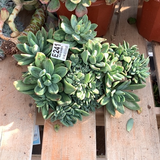 侨***乐海洋之歌缀化241 有一个杆子扣过皮