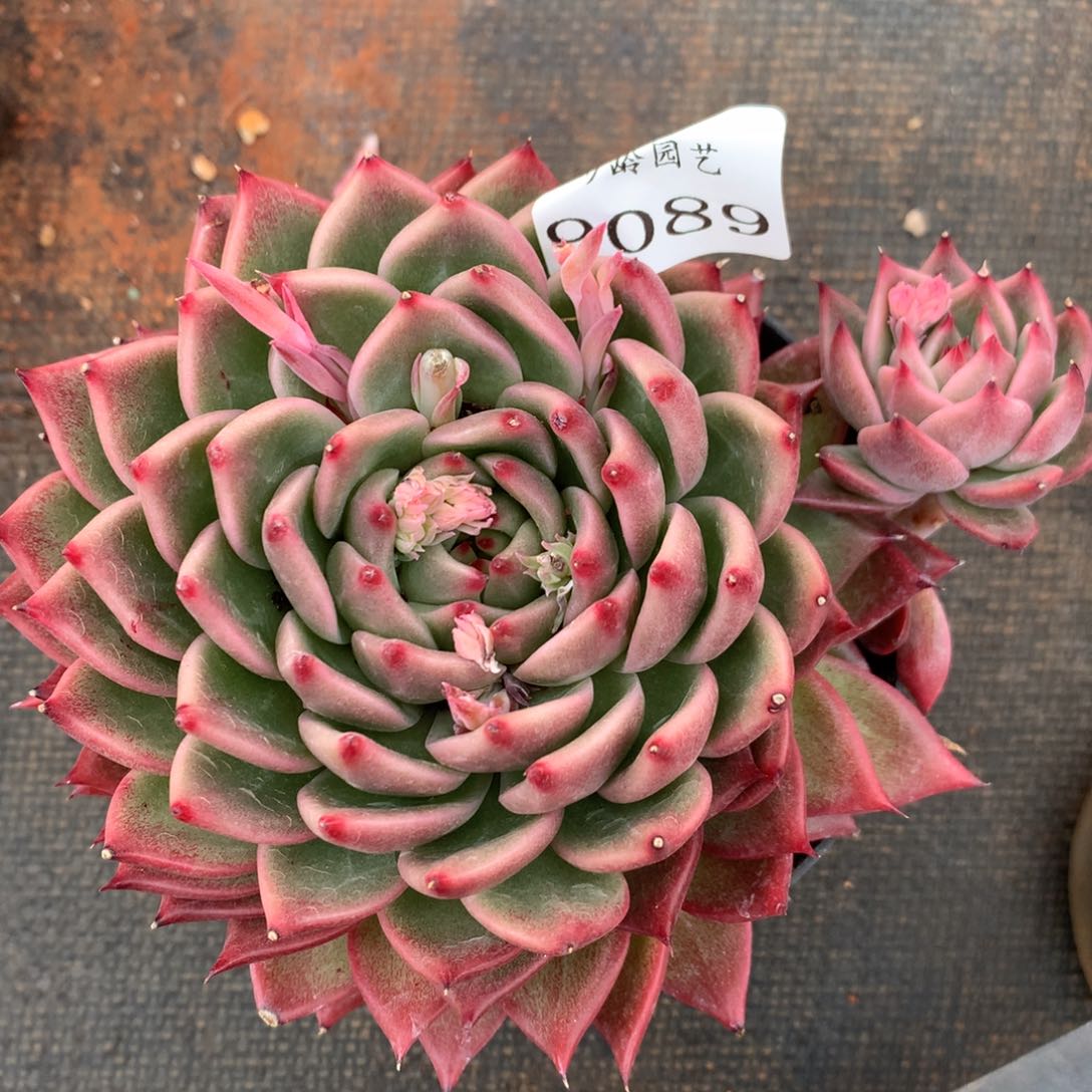 9089杂交多肉植物