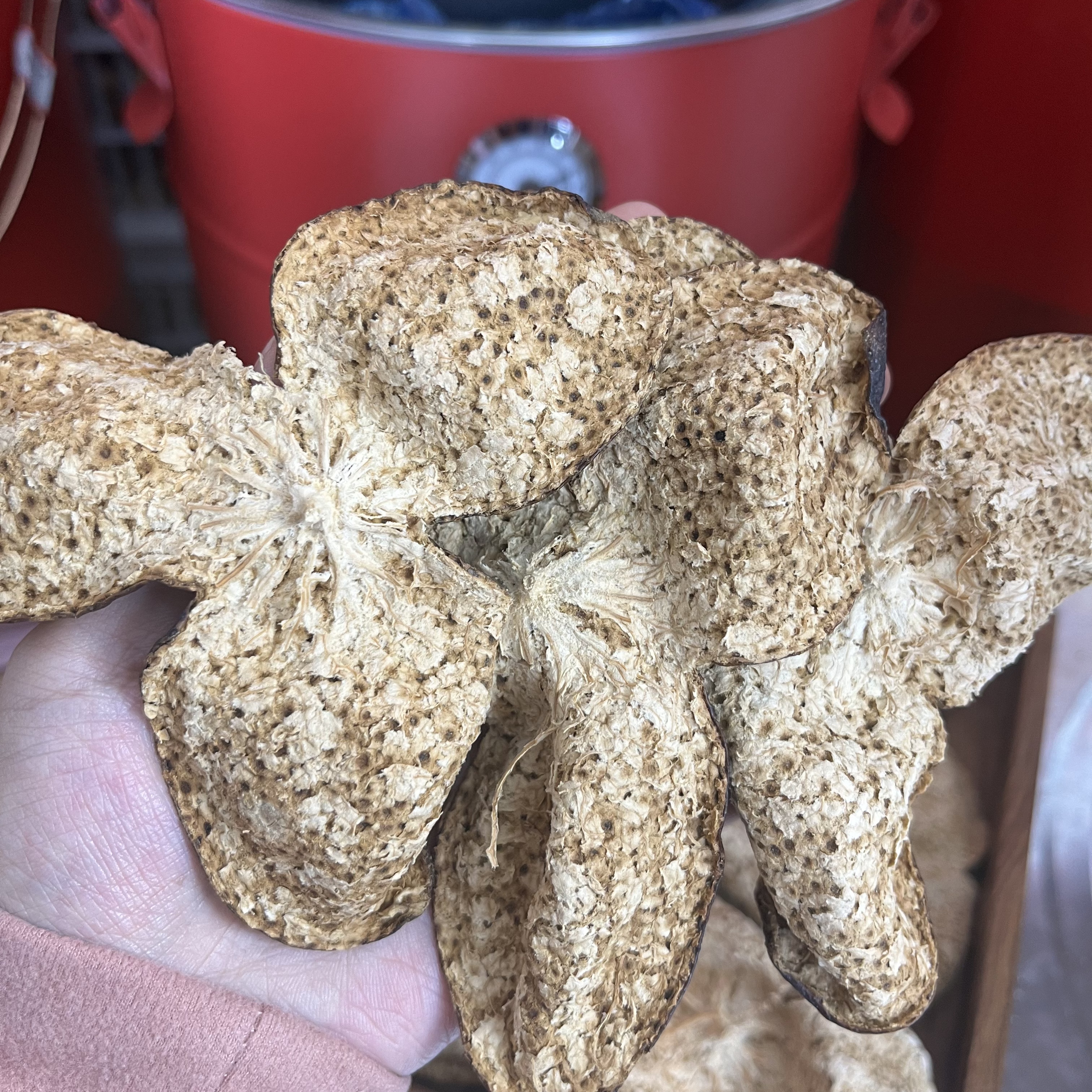 2019年东甲大方冲 原枝大红 六年陈 糕点皮 