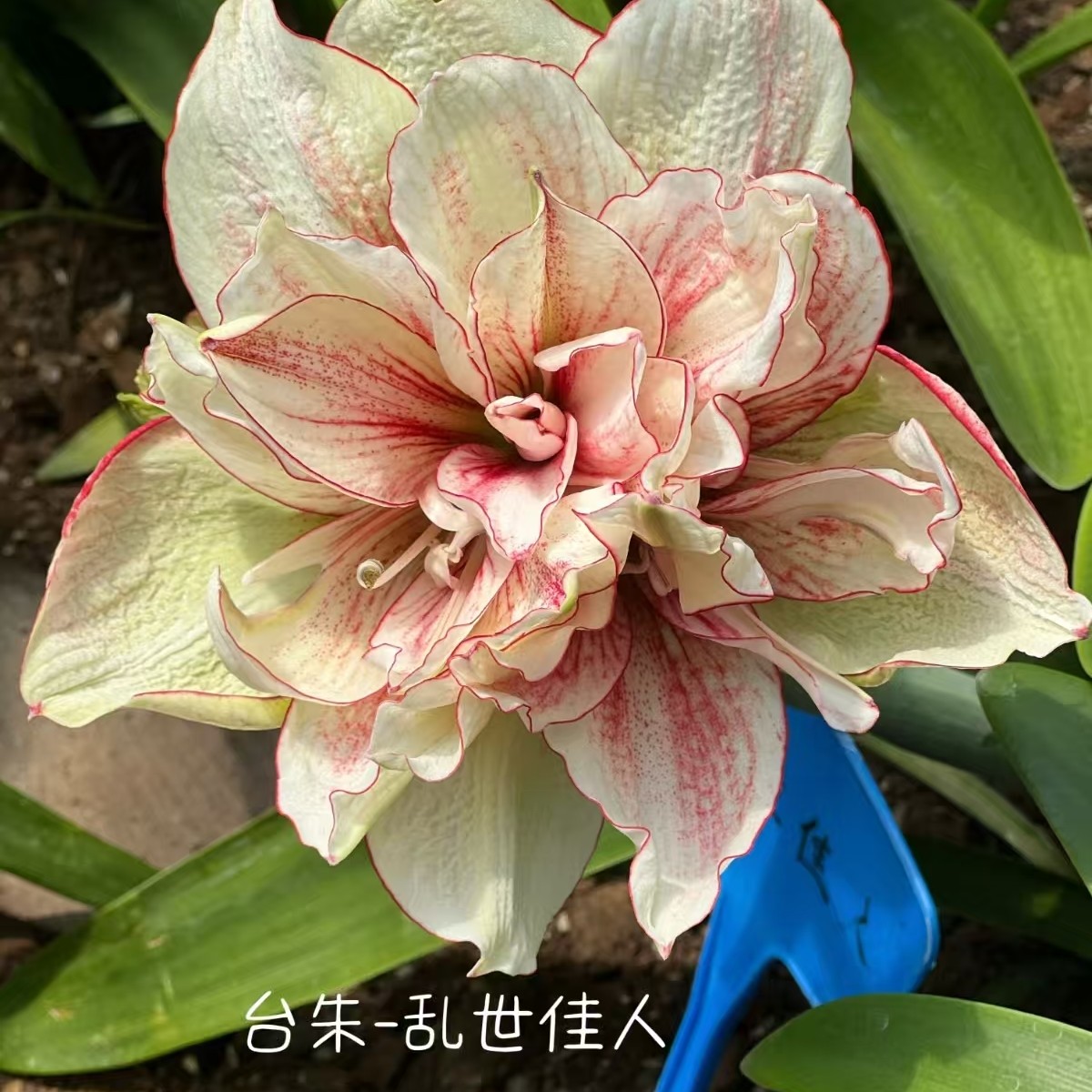 朱顶红 【乱世佳人 】只包对版，不包后期养护！
