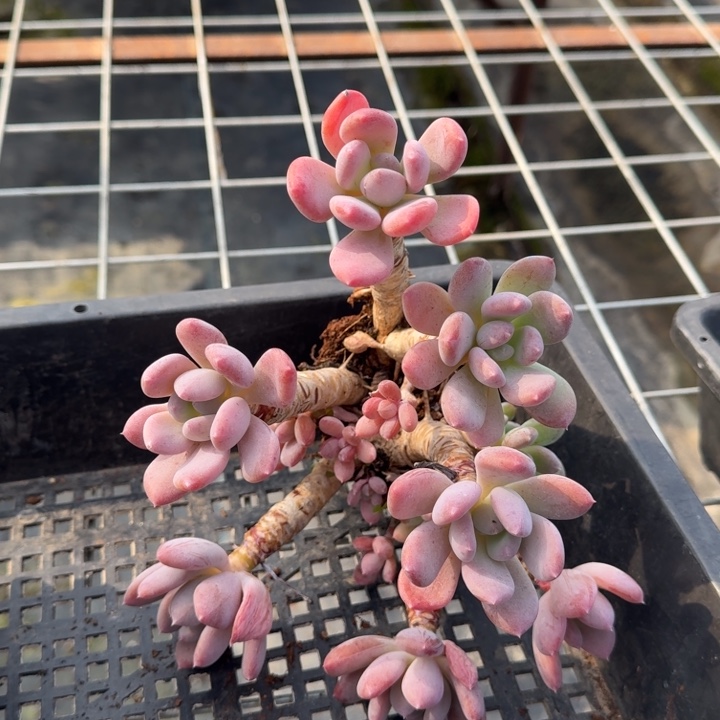 灰姑凉全状态多肉植物