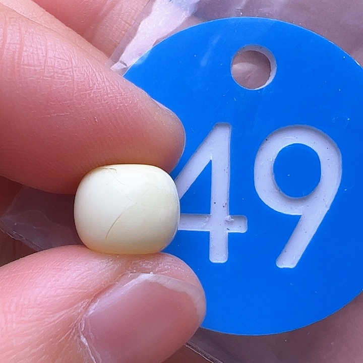蜜蜡裸石未镶嵌花粉9.8m m