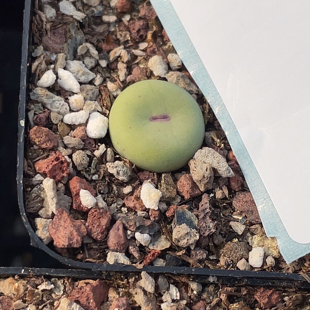 2-73嘴多肉植物肉锥