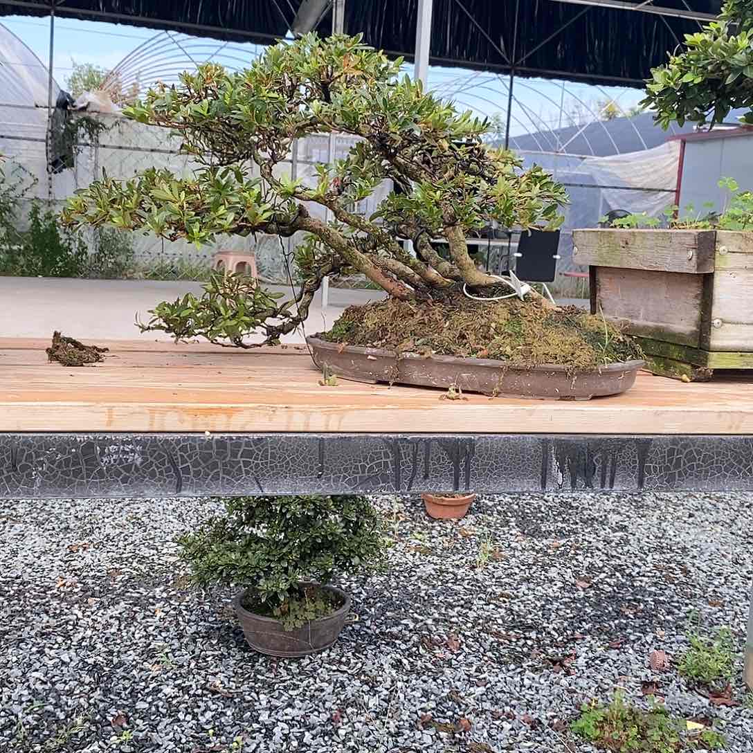 陈**少杜鹃花包邮5608