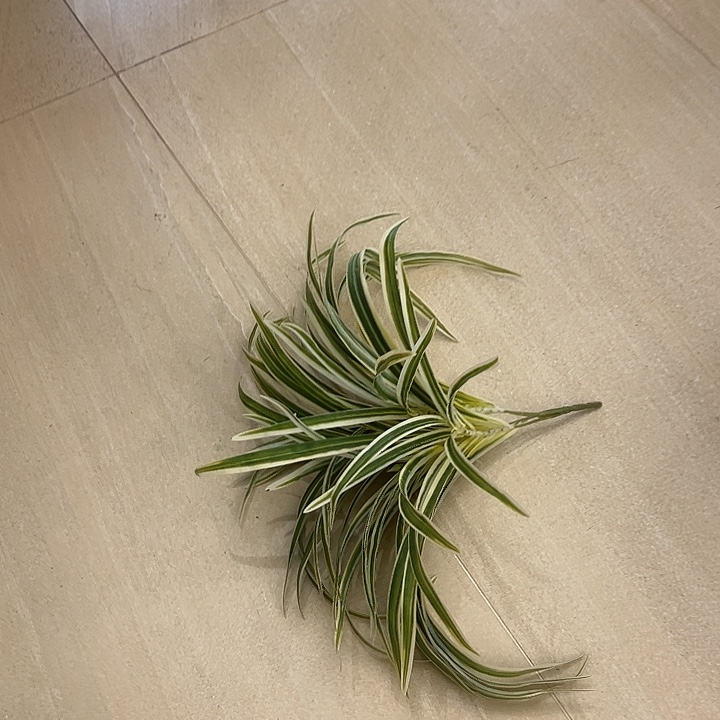 拍品大福利大福利