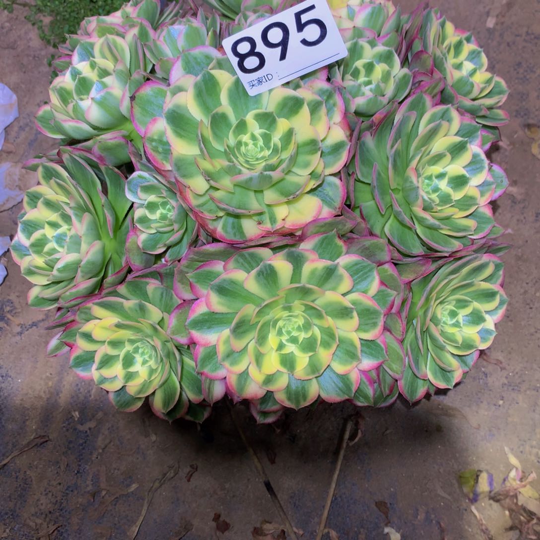 法师多肉植物895