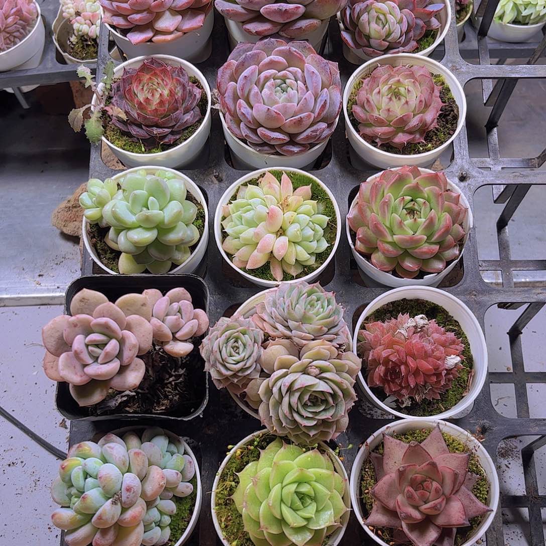 余****安多肉组合一筐59.8