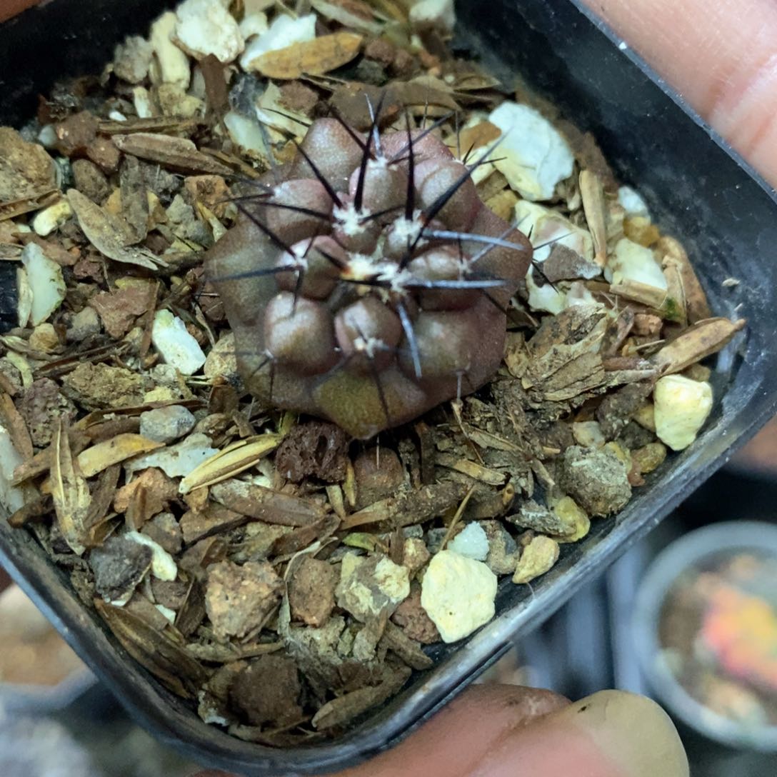 孤品实生优选粗刺黑王丸2.1cm仙人球