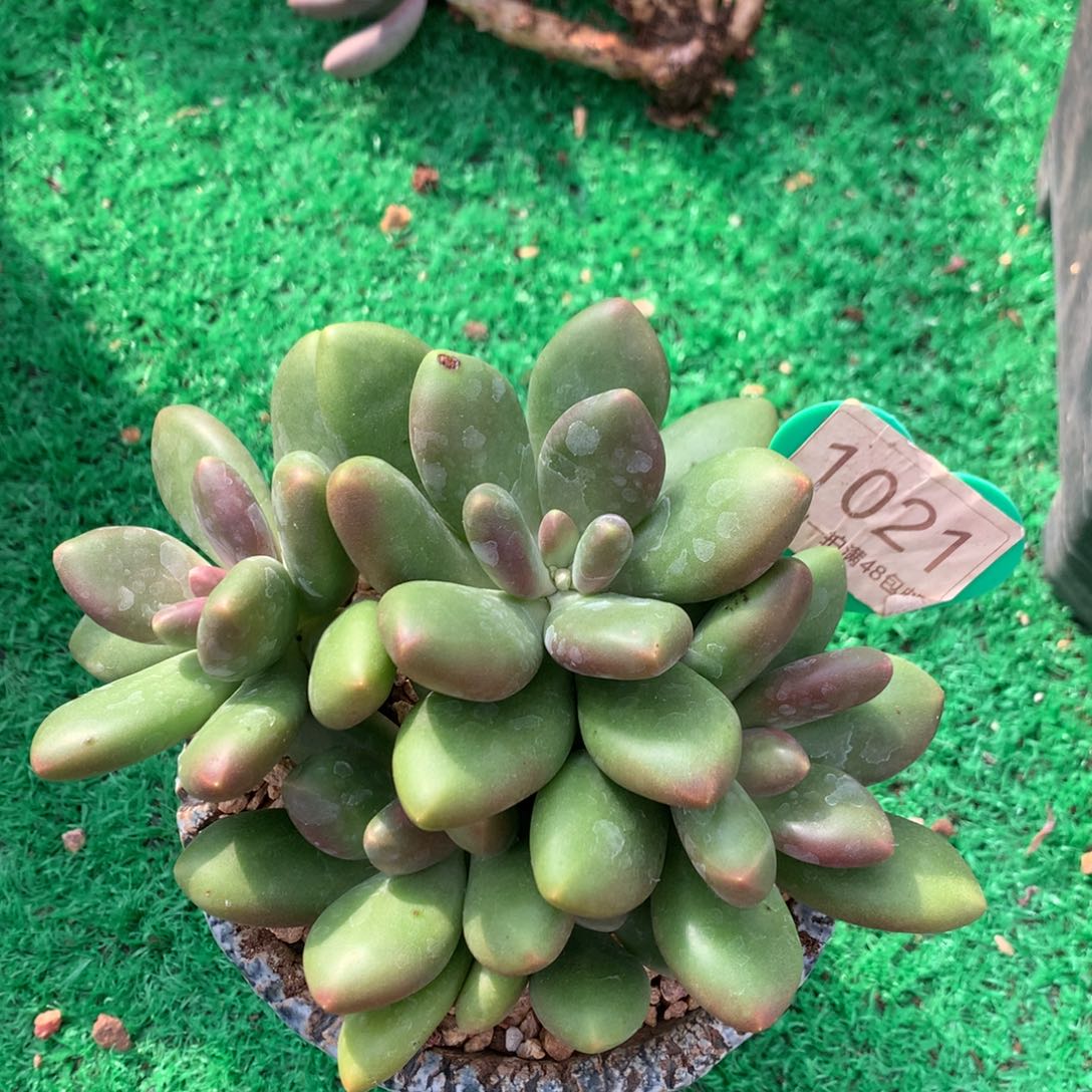 @***米芒果奶无砍一物一拍1021