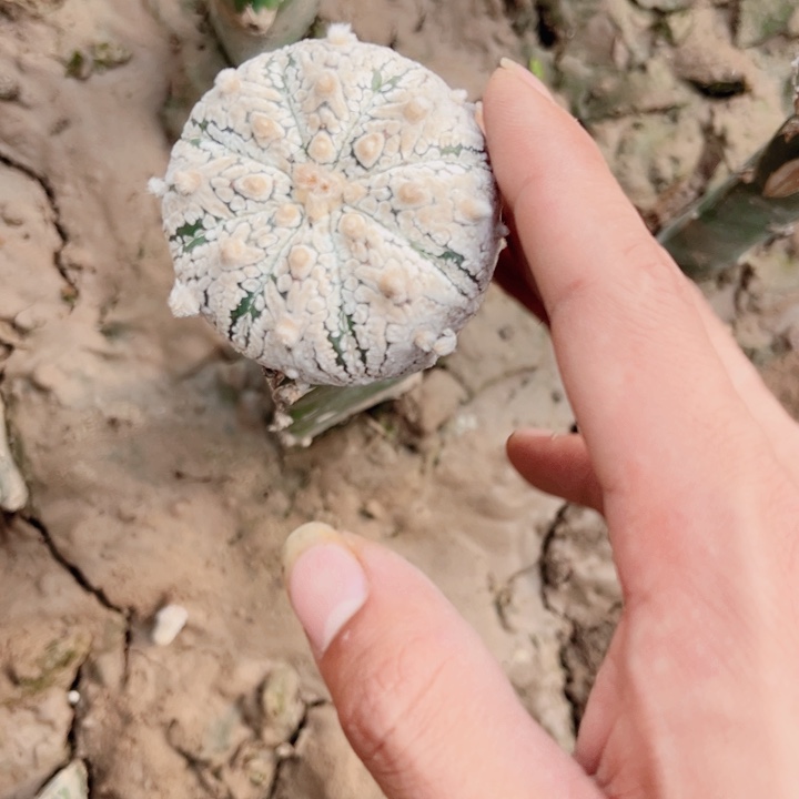 无*白兜带v仙人球开花