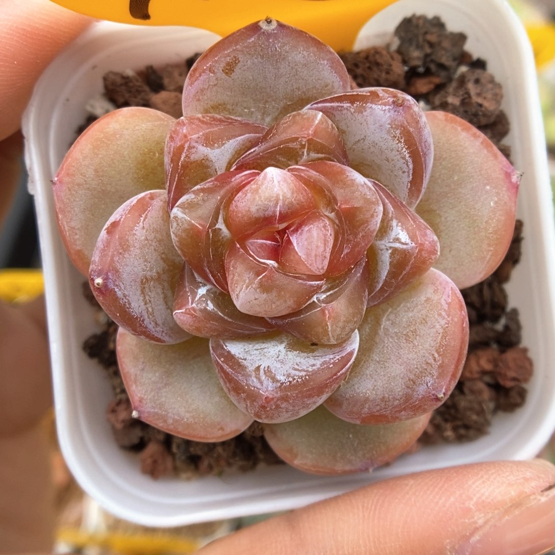 粉钻心珍妮915号。 