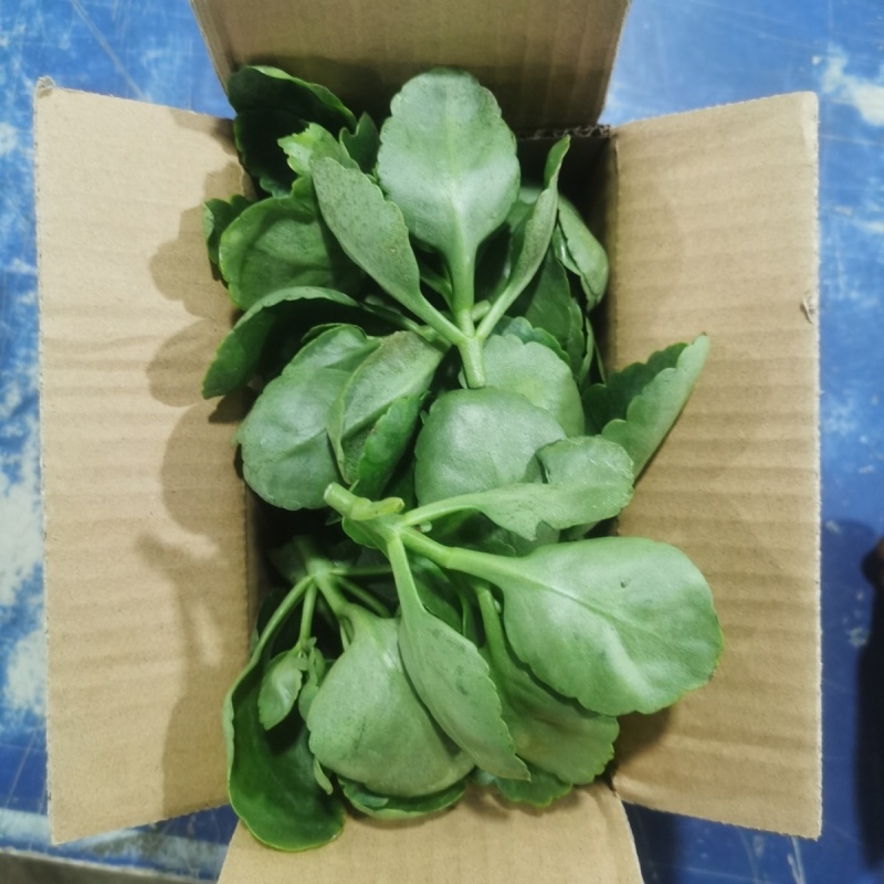 长寿顶芽枝条 组合