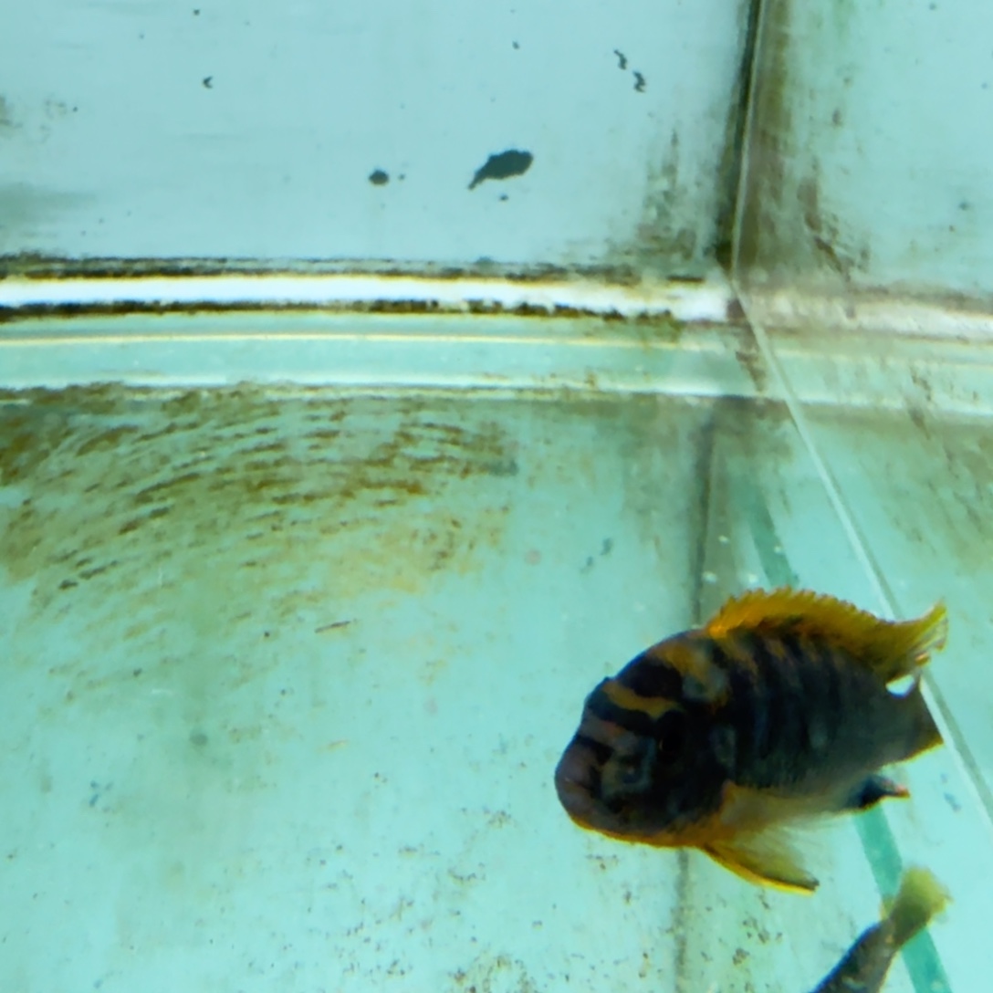 慈鲷1426红鸡。   
