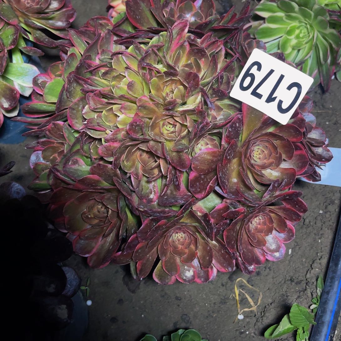 半夏法师26-1包邮