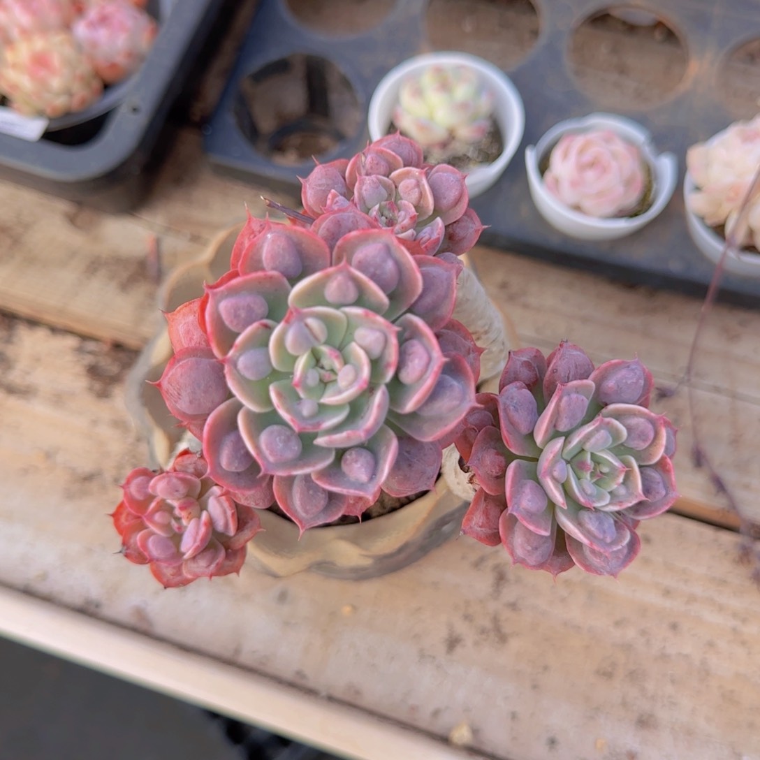 容*儿有滴杂全场满28包邮多肉植物